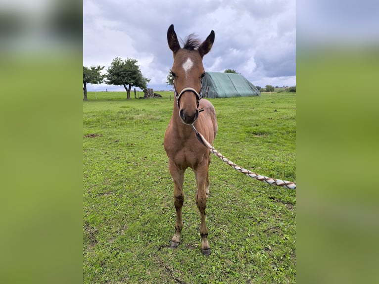 American Quarter Horse Stallion Foal (05/2025) Roan-Bay in Poci&#x119;karb