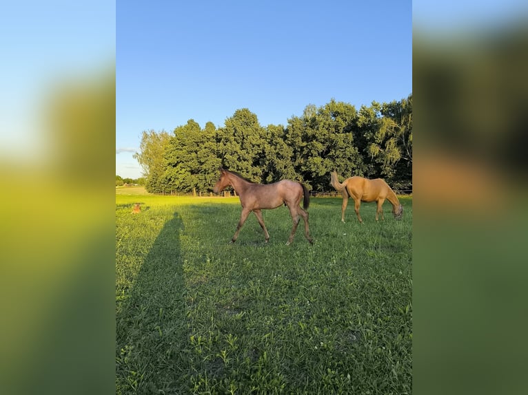 American Quarter Horse Stallion Foal (05/2025) Roan-Bay in Poci&#x119;karb