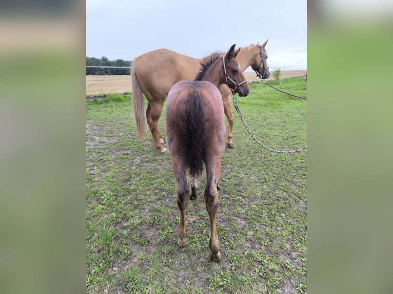 American Quarter Horse Stallion Foal (05/2025) Roan-Bay in Poci&#x119;karb