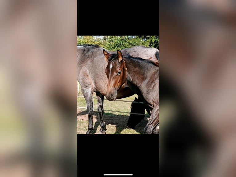American Quarter Horse Stallion Foal (04/2025) Roan-Bay in V&#xF6;lklingen