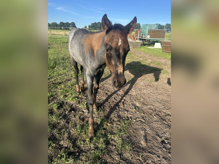 American Quarter Horse Stallion Foal (04/2026) Roan-Blue in Petershagen