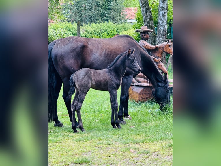 American Quarter Horse Stallion  Roan-Blue in Gifhorn