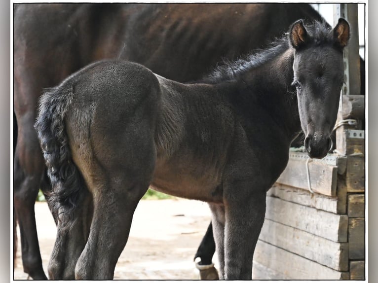 American Quarter Horse Stallion  Roan-Blue in Gifhorn