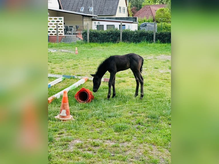 American Quarter Horse Stallion  Roan-Blue in Gifhorn