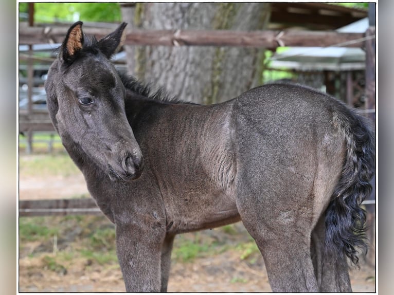 American Quarter Horse Stallion  Roan-Blue in Gifhorn