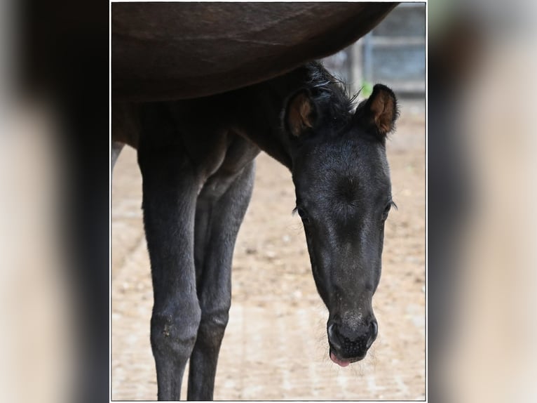 American Quarter Horse Stallion  Roan-Blue in Gifhorn