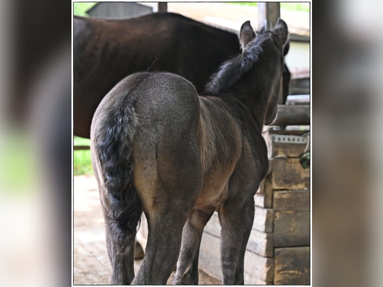 American Quarter Horse Stallion  Roan-Blue in Gifhorn