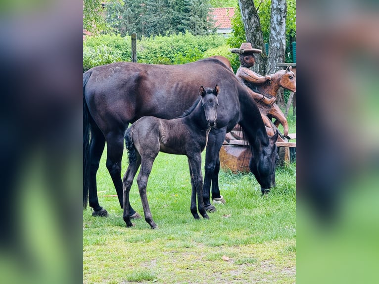 American Quarter Horse Stallion  Roan-Blue in Gifhorn