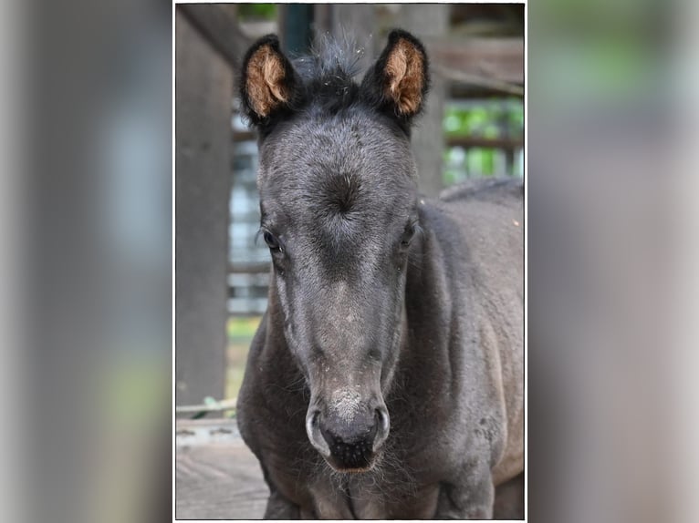 American Quarter Horse Stallion  Roan-Blue in Gifhorn