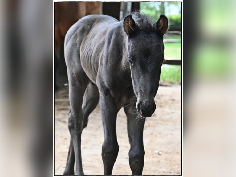 American Quarter Horse Stallion  Roan-Blue in Gifhorn