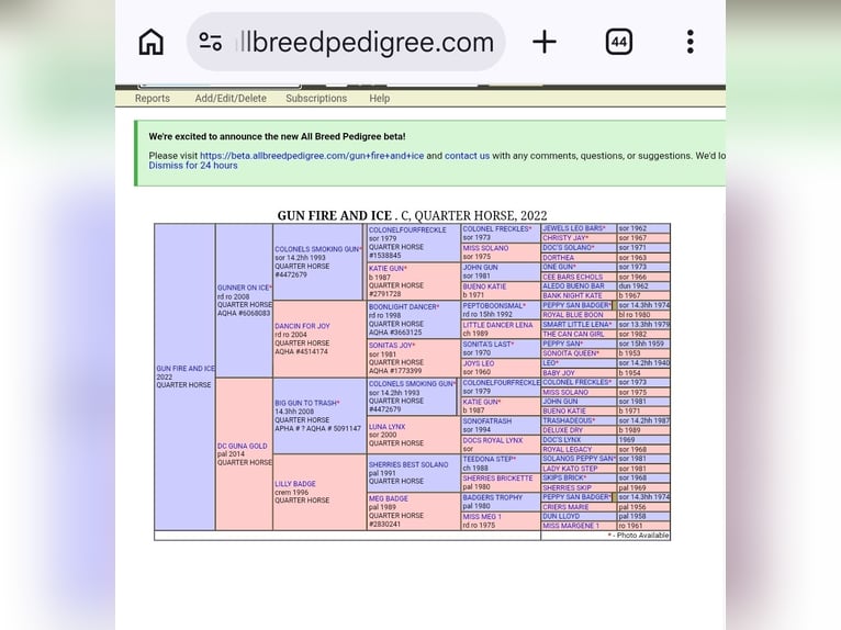 American Quarter Horse Stallion Foal (04/2026) Roan-Red in Liskeard
