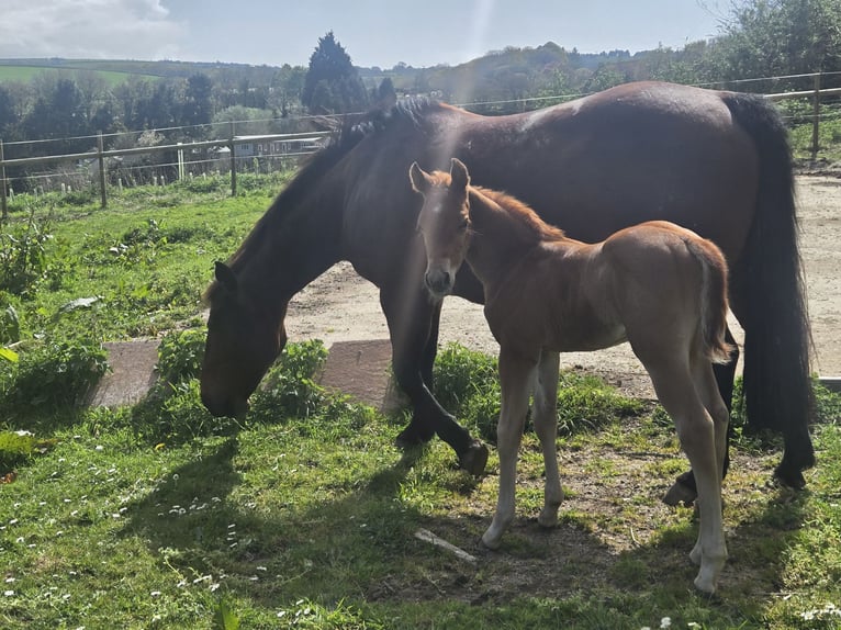 American Quarter Horse Stallion Foal (04/2026) Roan-Red in Liskeard