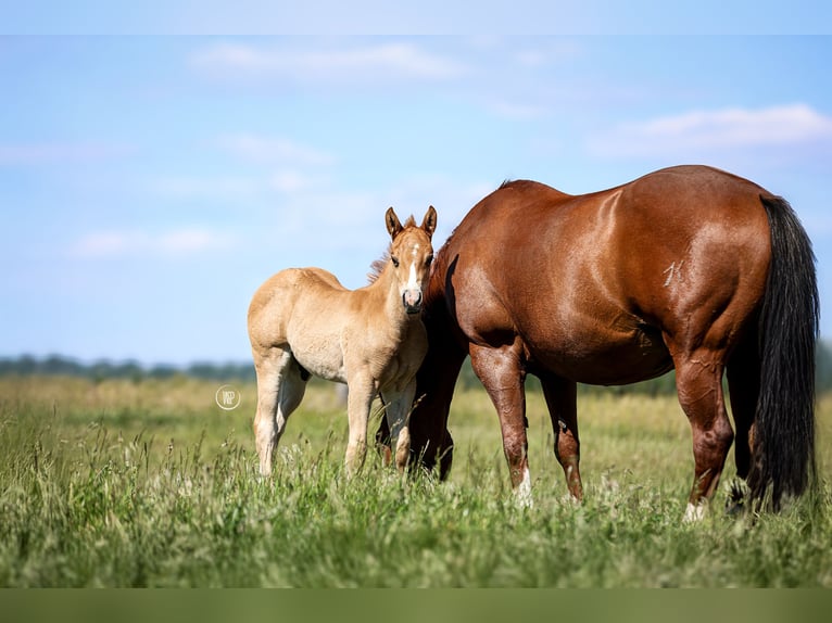 American Quarter Horse Stallion Foal (04/2025) Sorrel in Iszkaszentgy&#xF6;rgy