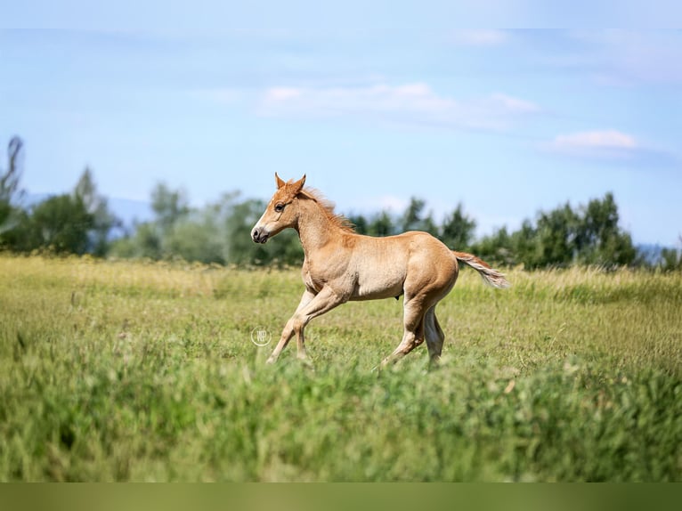 American Quarter Horse Stallion Foal (04/2025) Sorrel in Iszkaszentgy&#xF6;rgy
