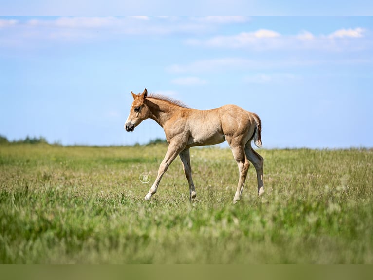 American Quarter Horse Stallion Foal (04/2025) Sorrel in Iszkaszentgy&#xF6;rgy
