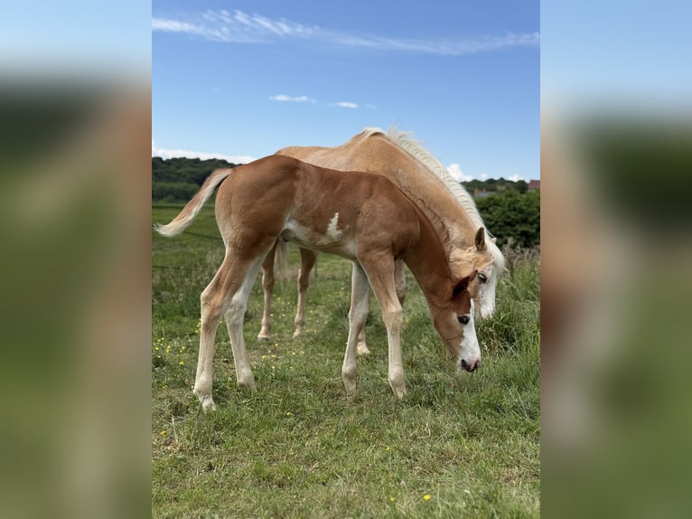 American Quarter Horse Mix Stallion Foal (04/2025) in Spodnji ivanjci