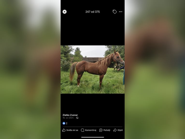 American Quarter Horse Mix Stallion Foal (04/2025) in Spodnji ivanjci