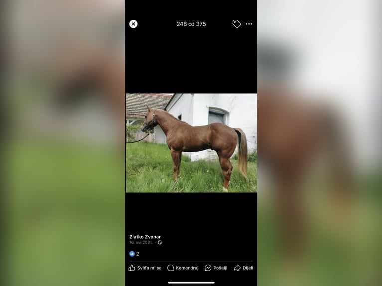 American Quarter Horse Mix Stallion Foal (04/2025) in Spodnji ivanjci