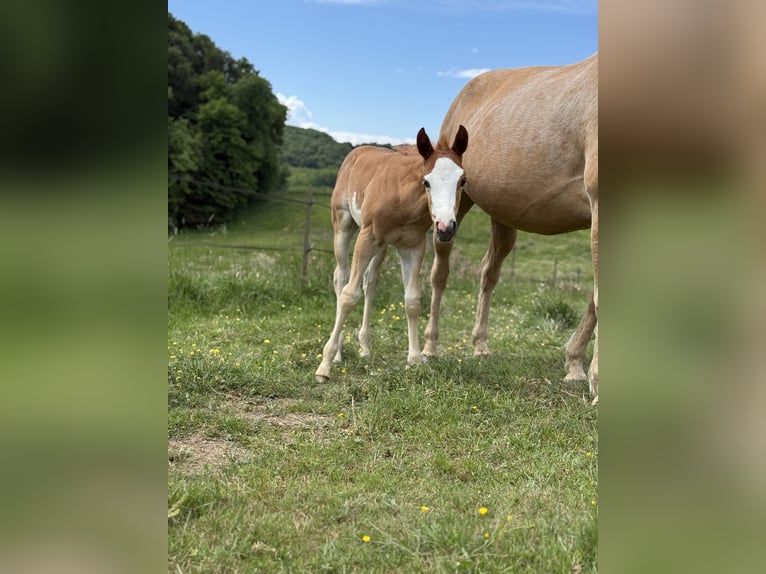 American Quarter Horse Mix Stallion Foal (04/2025) in Spodnji ivanjci