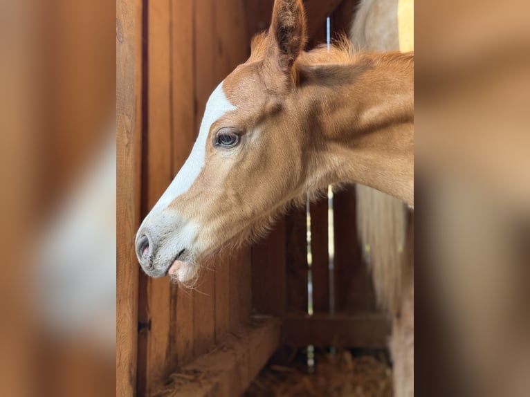 American Quarter Horse Mix Stallion Foal (04/2025) in Spodnji ivanjci