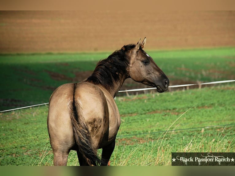 American Quarter Horse Stallion Grullo in Mellingen