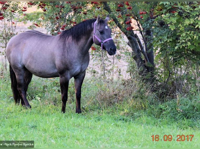 American Quarter Horse Stallion Grullo in Mellingen