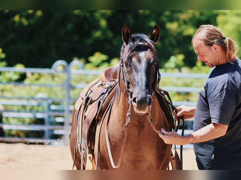 American Quarter Horse Stallion Grullo in HennefHennef