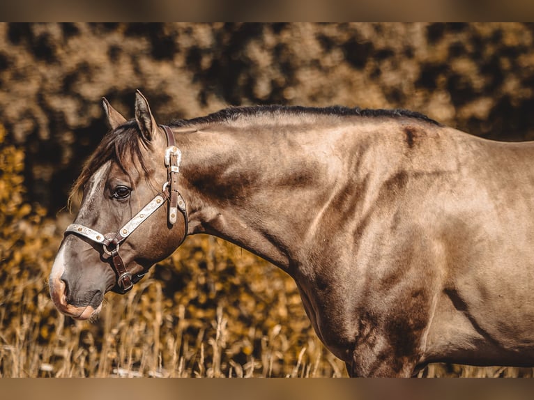 American Quarter Horse Stallion Grullo in Waldshut-Tiengen