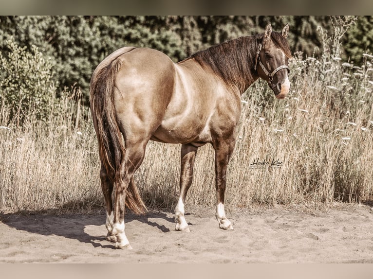 American Quarter Horse Stallion Grullo in Waldshut-Tiengen