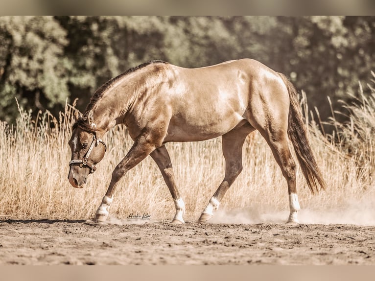 American Quarter Horse Stallion Grullo in Waldshut-Tiengen
