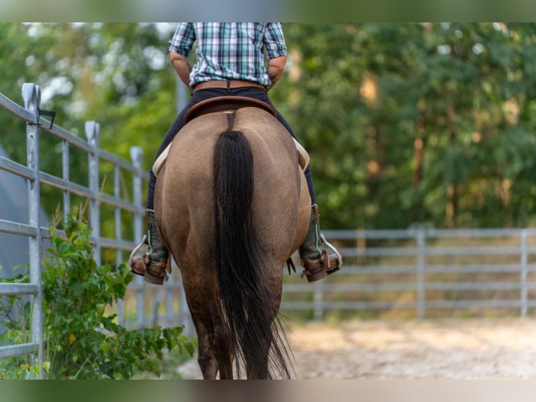 American Quarter Horse Stallion Grullo in Quitzdorf am See