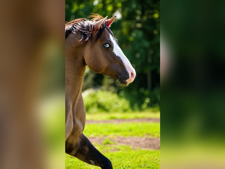 American Quarter Horse Stallion Grullo in Quitzdorf am See