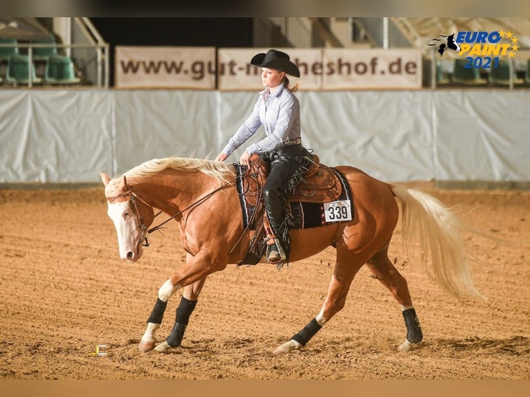 American Quarter Horse Stallion Overo-all-colors in Haldenwang American Quarter Horse Stallion Overo-all-colors in Haldenwang