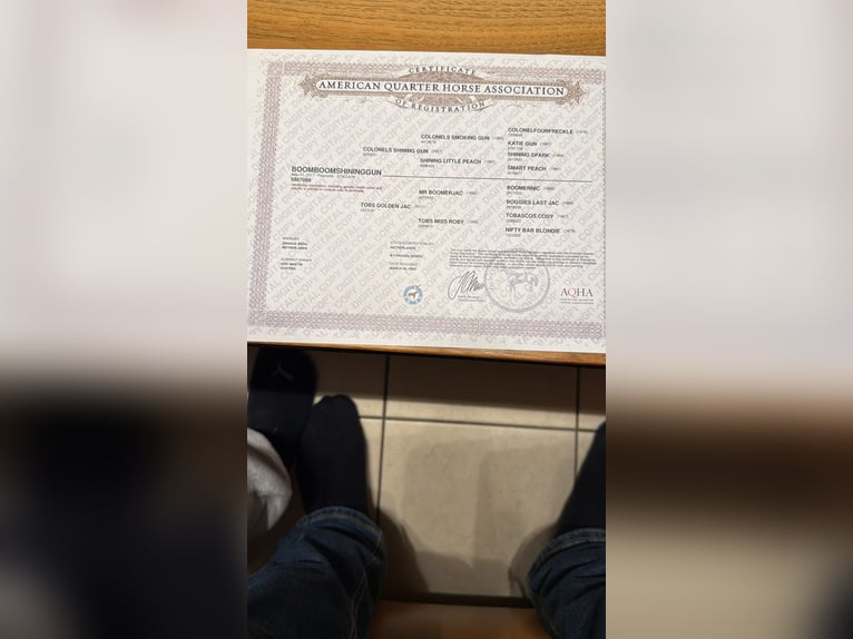 American Quarter Horse Stallion Palomino in Neukirchen am Walde