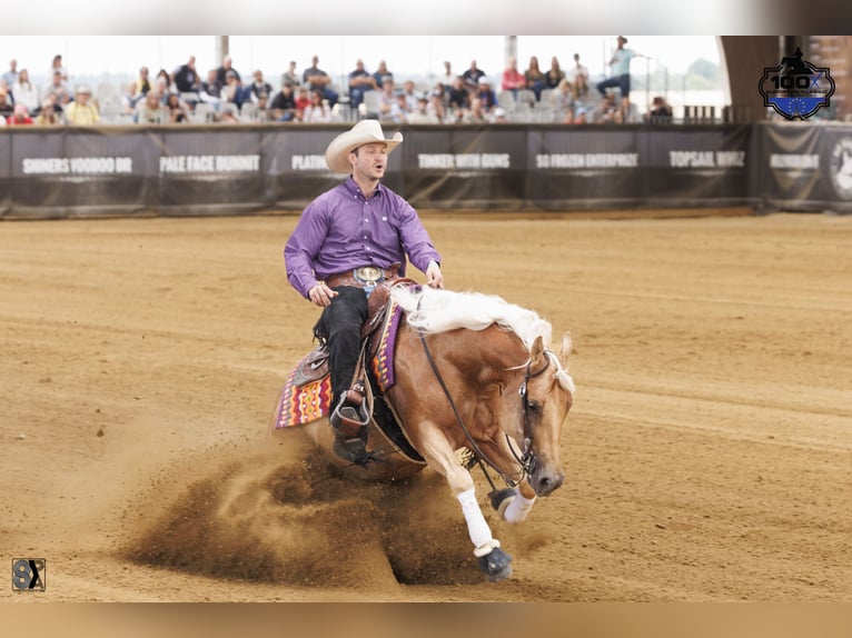 American Quarter Horse Stallion Palomino in Tiefenbach