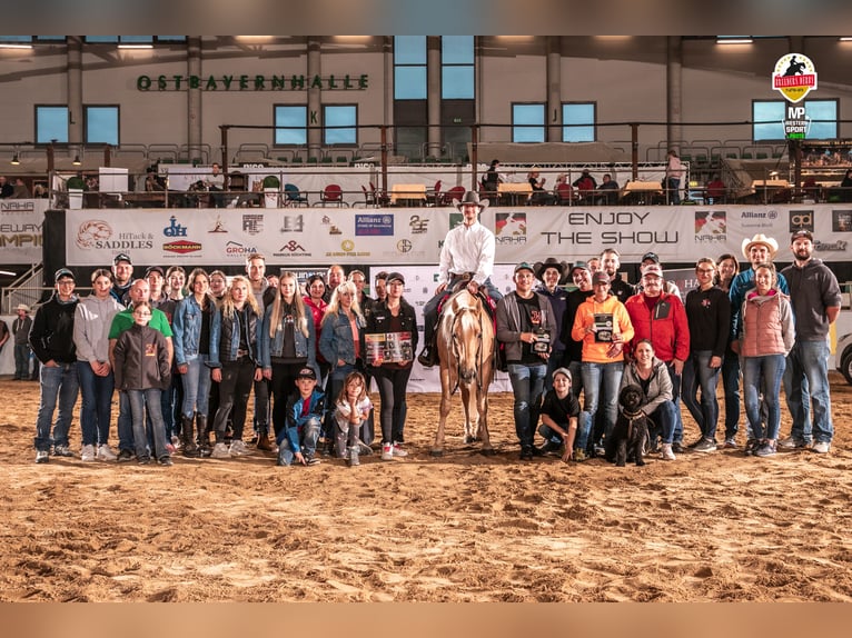 American Quarter Horse Stallion Palomino in Tiefenbach