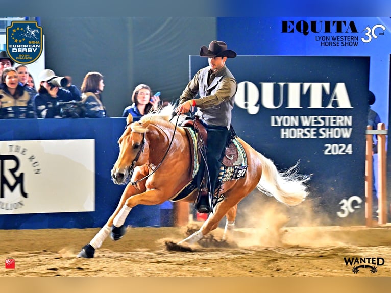 American Quarter Horse Stallion Palomino in Tiefenbach