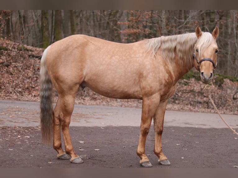 American Quarter Horse Stallion Palomino in Losheim am See