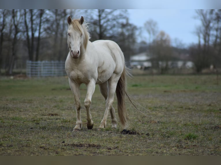 American Quarter Horse Stallion Perlino in Neustadt Dosse