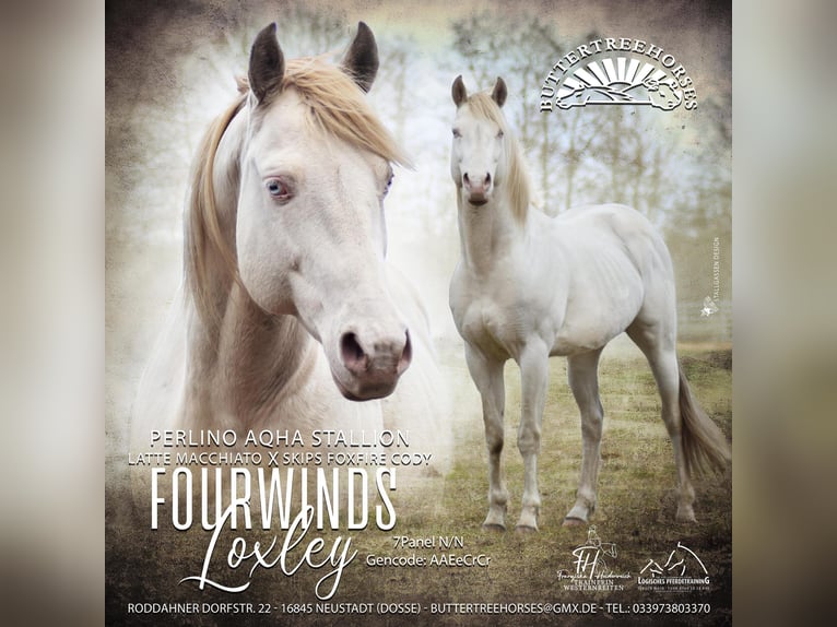 American Quarter Horse Stallion Perlino in Neustadt Dosse