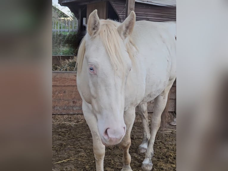 American Quarter Horse Stallion Perlino in Wasserburg am Inn