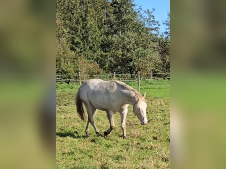 American Quarter Horse Stallion Perlino in Wasserburg am Inn