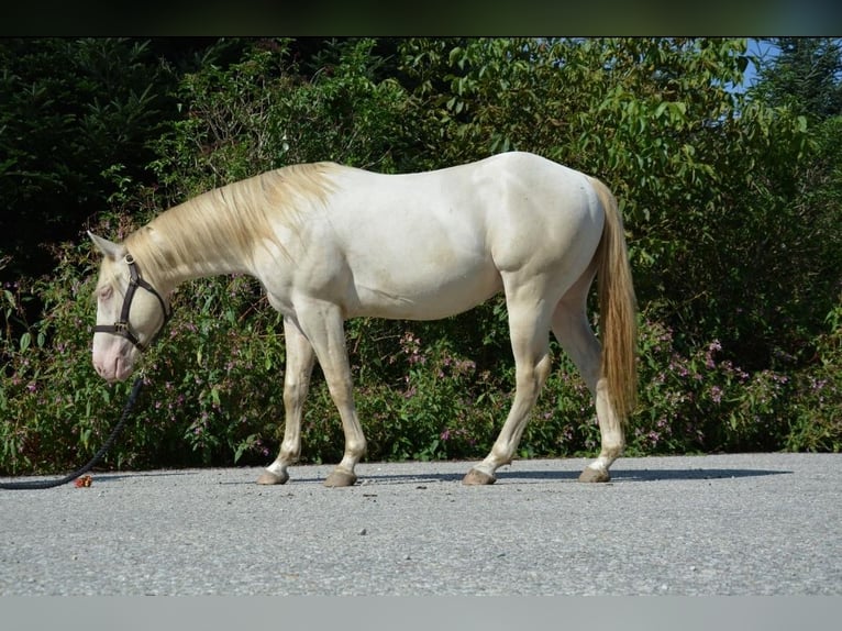 American Quarter Horse Stallion Perlino in Wasserburg am Inn