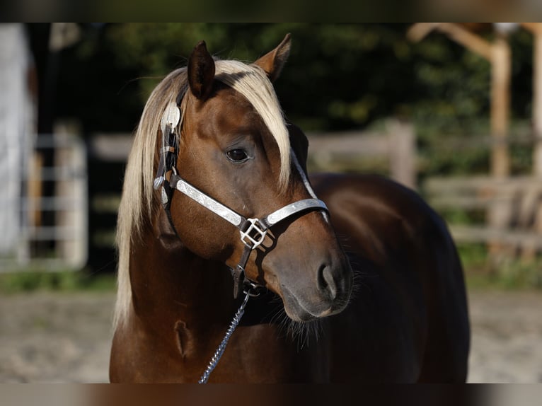 American Quarter Horse Stallion in R&#xF6;dinghausen