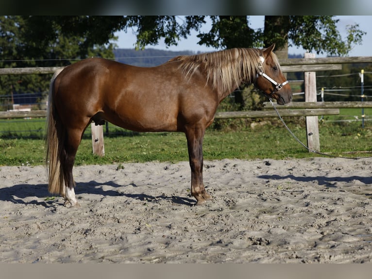 American Quarter Horse Stallion in R&#xF6;dinghausen