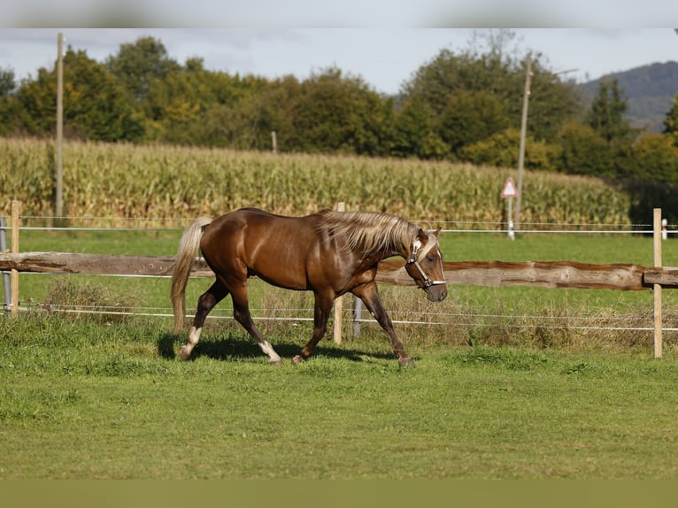 American Quarter Horse Stallion in R&#xF6;dinghausen