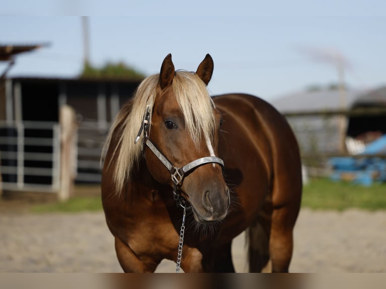 American Quarter Horse Stallion in R&#xF6;dinghausen