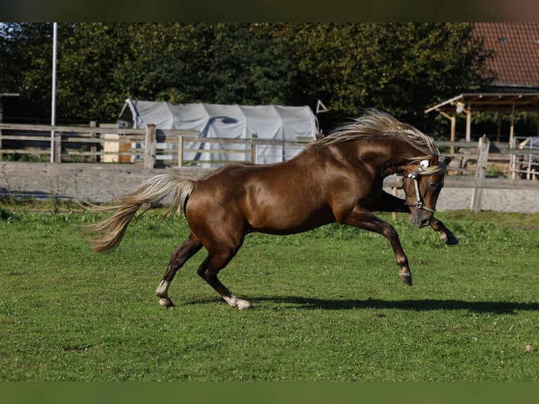 American Quarter Horse Stallion in R&#xF6;dinghausen