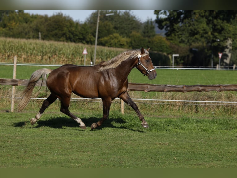 American Quarter Horse Stallion in R&#xF6;dinghausen