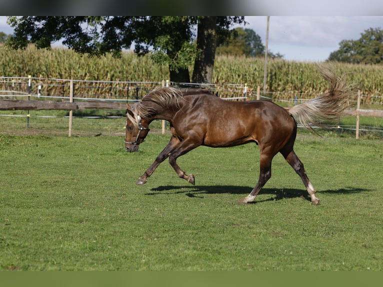 American Quarter Horse Stallion in R&#xF6;dinghausen